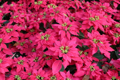 High angle view of pink flowering plants