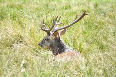 View of deer on grass