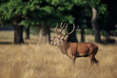 Side view of deer standing on field