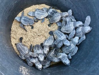 High angle view of baby turtles