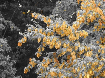 Close up of flowers