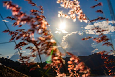 Low angle view of sunlight streaming through plants