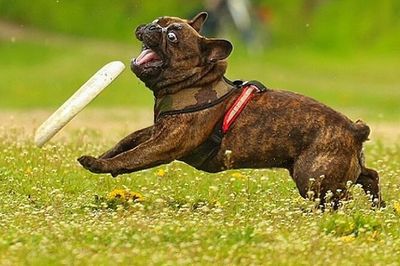 Dog on grassy field