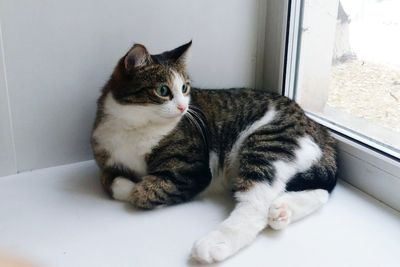 Close-up of cat sitting on floor