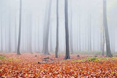 View of trees in forest during winter
