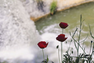 Close-up of red poppy flowers