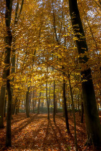 Trees in forest during autumn