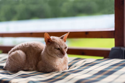 Cat resting on a table