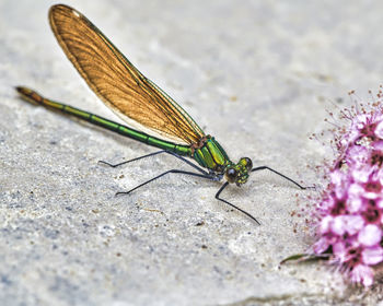 Close-up of butterfly on flower