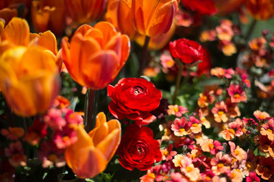 Close-up of orange rose