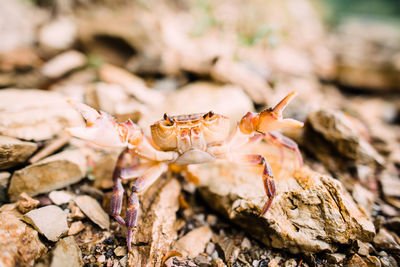 Close-up of insect on rock