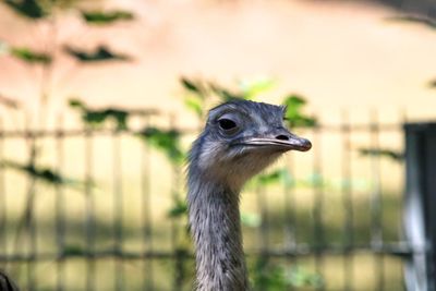 Close-up of a bird looking away