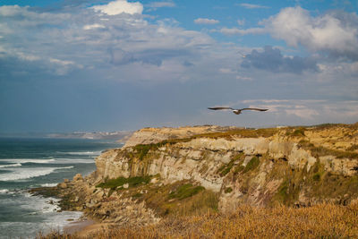View of birds flying over beach
