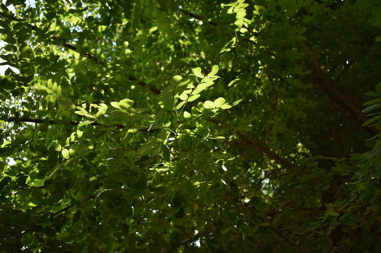 CLOSE-UP OF GREEN LEAVES ON PLANT