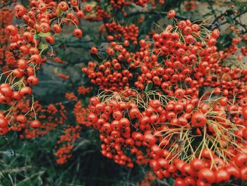 Close-up of red berries on plant