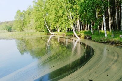 Scenic view of road amidst trees in forest