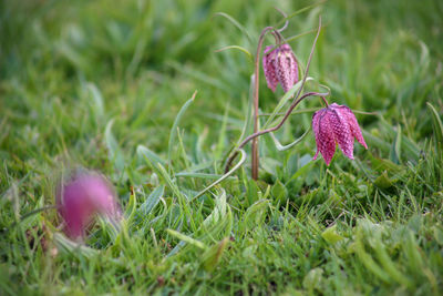 Close-up of fresh purple crocus flowers in field