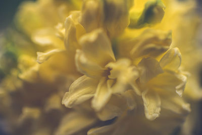 Close-up of yellow flowers blooming outdoors