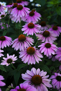 Close-up of purple flowers