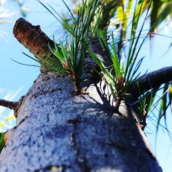 Close-up of tree trunk