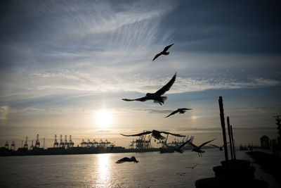 Seagulls flying over sea against sky during sunset