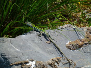 High angle view of lizard on rock