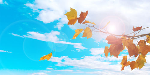 Low angle view of autumnal tree against sky