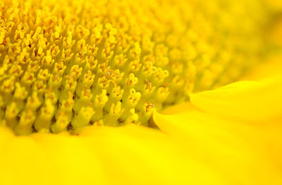 Full frame shot of yellow flowering plant