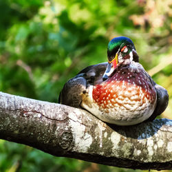 Close-up of bird perching on branch