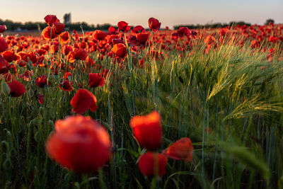 Close-up of red poppies on field against sky