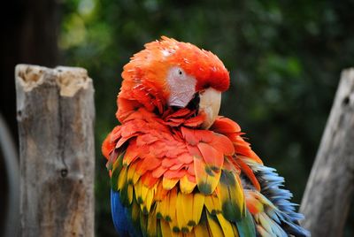 Close-up of parrot perching on wooden post