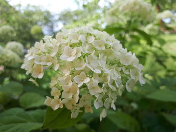 Close-up of white flowering plant