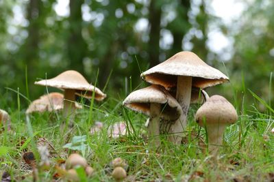 Close-up of mushroom growing on field