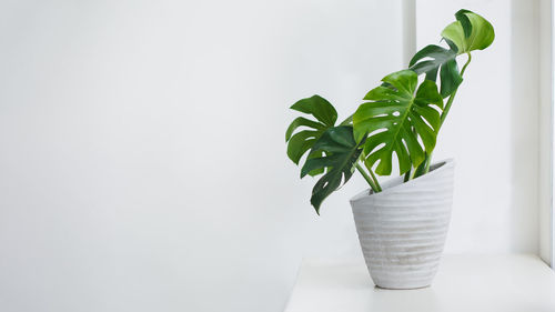 Close-up of potted plant against wall at home