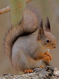 Close-up of squirrel sitting outdoors
