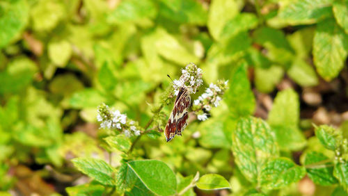 Close-up of butterfly pollinating on flower