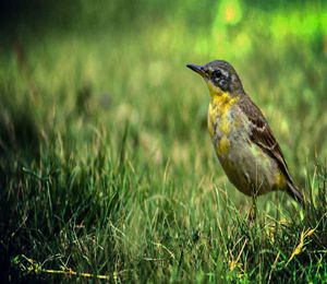 Side view of a bird on grass