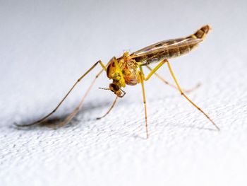 Close-up of insect