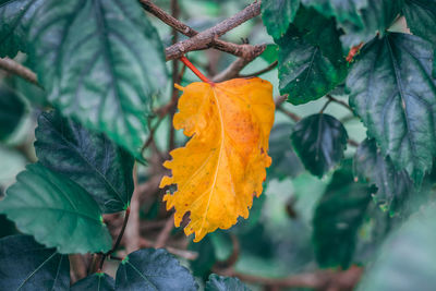 Close-up of yellow maple leaves