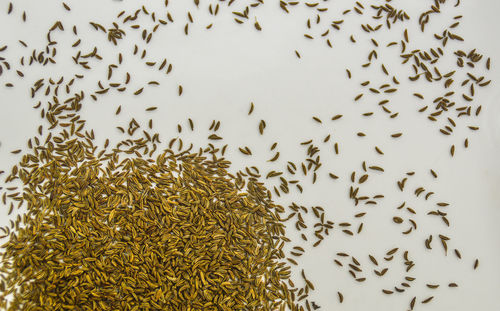 Close-up of birds against sky