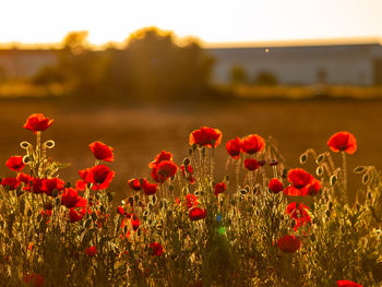 Close-up of red poppy flowers in field