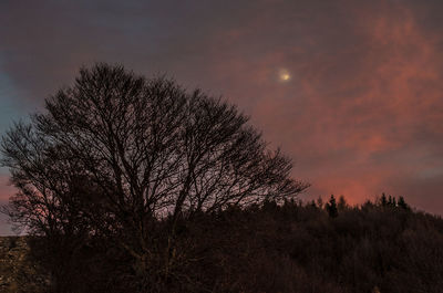 Silhouette bare trees on field against sky at sunset