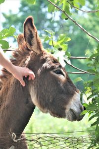 Close-up of a horse