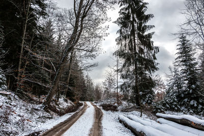 Snow covered road amidst trees in forest against sky