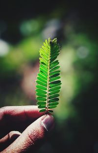 Close-up of hand holding leaf