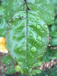 Close-up of raindrops on leaves