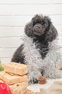 Close-up of a dog on wall