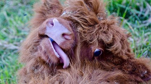 Close-up of calf