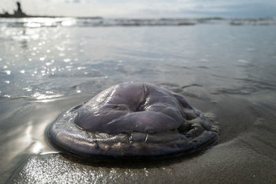 Close-up of shell on beach