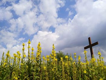 Low angle view of yellow flowers against sky